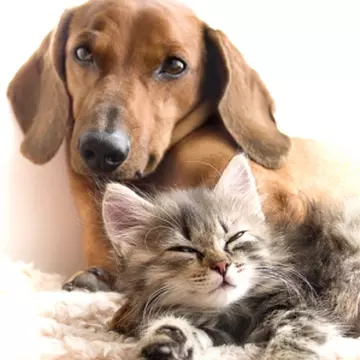 Ce să faci dacă ai alergie la animalele de companie