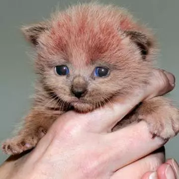 5 poze cu animale care au uimit lumea