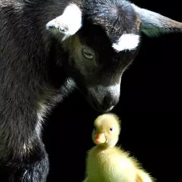 6 poze cu animale care îţi vor face ziua mai frumoasă