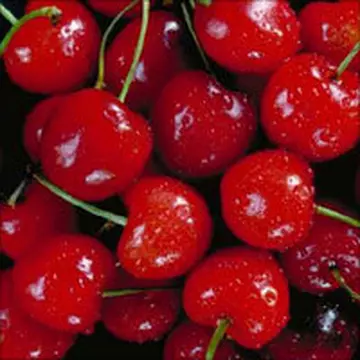 De ce e bine să mănânci cireşe