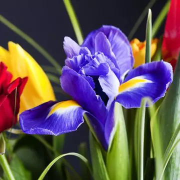 Florile preferate îţi dezvăluie personalitatea