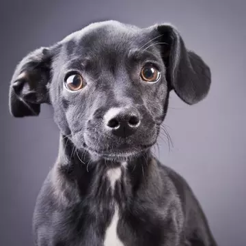 Poze haioase: cele mai drăgălaşe animale care îşi caută stăpân