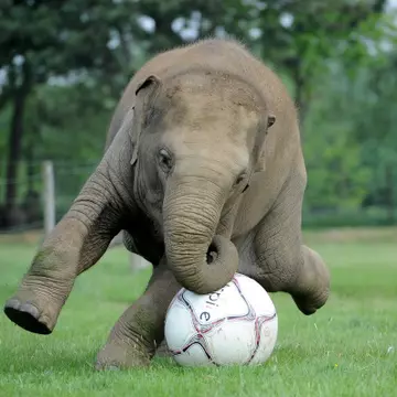Foto: În Anglia şi elefanţii joacă fotbal
