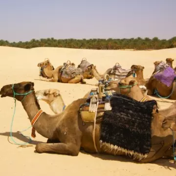 Călătorii: Pe urmele Şeherezadei în Tunisia