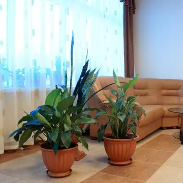 Trucuri pentru plantele ofilite