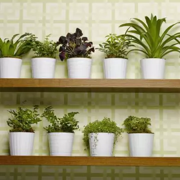 Apa de turbă, tratament pentru flori