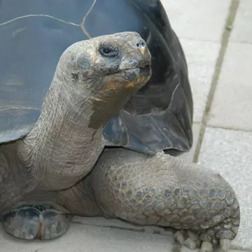 Foto: Cea mai lungă "căsnicie" din regnul animal a luat sfârşit, după 115 ani