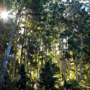 Inedit: Eucaliptul, un parfum exotic