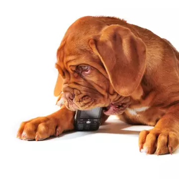 Telefoane comestibile!