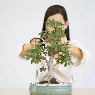 Plante de apartament: Îngrijiri speciale pentru bonsai