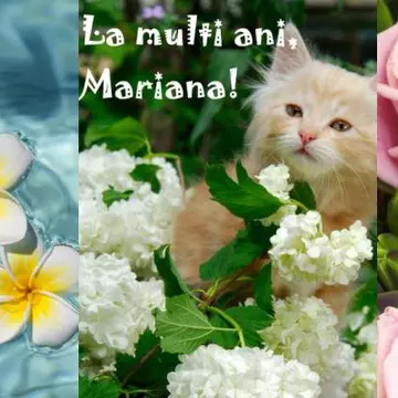 Sfântă Mărie: Cele mai frumoase felicitări pentru cei dragi