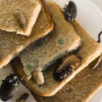 Top 5 lucruri scârboase găsite în mâncare