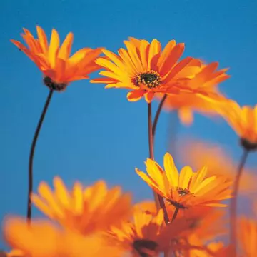 Horoscop floral: tu ce floare eşti?