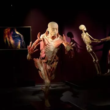 Bizar: Top 3 expoziţii ciudate cu cadavre de oameni şi animale