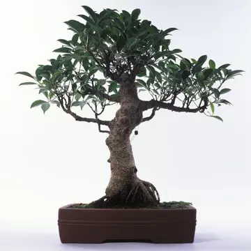 Cum se îngrijeşte un bonsai