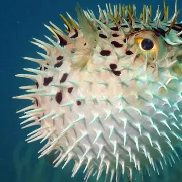 Şocant: Top cele mai periculoase animale din lume.Vezi de ce să te fereşti în vacanţă