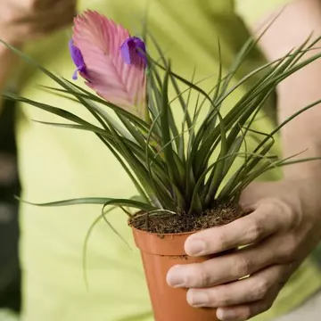 Casă şi grădină: Plante care înfloresc şi fără soare