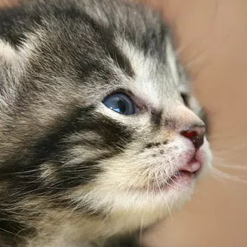 Cum îngrijeşti o pisică sterilizată