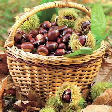 Tratamente naturale pentru hemoroizi