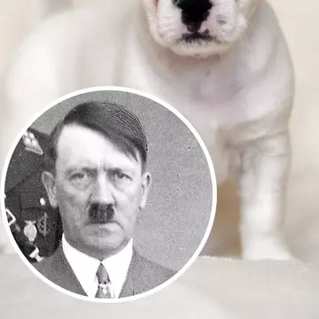 Cum arată căţelul care seamănă cu Hitler. Poze haioase