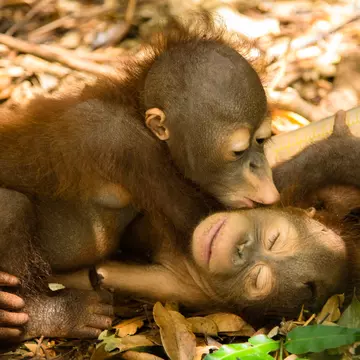 Şocant! Uleiul de palmier omoară urangutanii din Indonezia