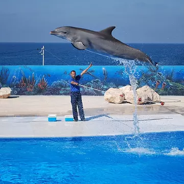Înoată cu delfinii în Malta
