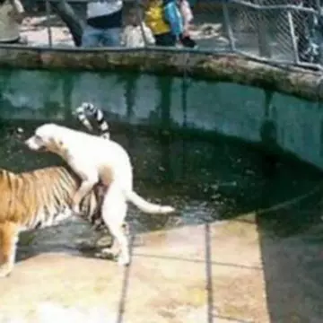 Cel mai curajos câine din lume! A încercat să facă sex cu un tigru şi a amuzat întreaga lume