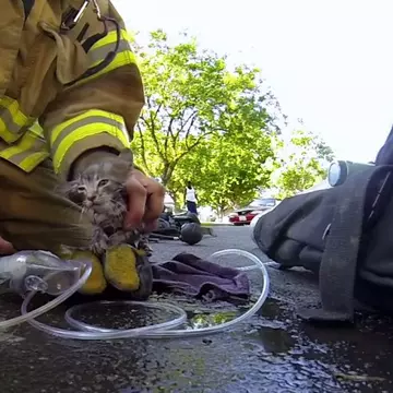 Cel mai norocos pisoi. Salvat de la moarte sigură de un pompier - video