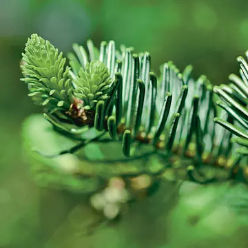 Remedii naturale pentru tuse
