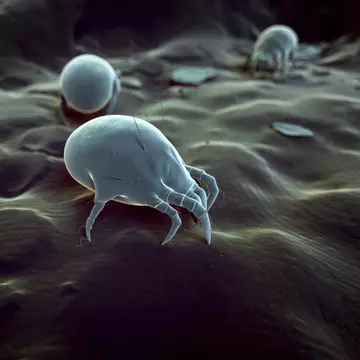 Cum îți dai seama dacă ai acarieni în casă