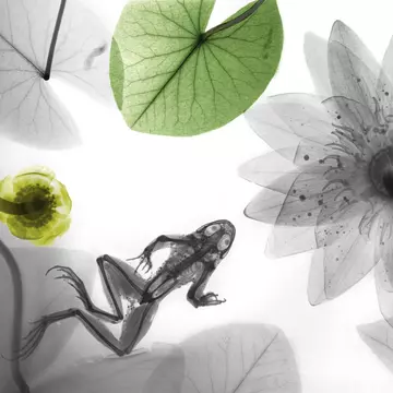 Spectaculos! Radiografii de plante şi animale transformate în opere de artă