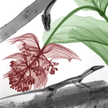 Spectaculos! Radiografii de plante şi animale transformate în opere de artă