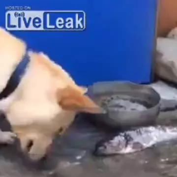 Scene emotionante intre un catel si cativa pesti