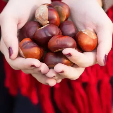 Castanele comestibile şi beneficiile lor pentru sănătate