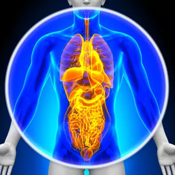 Orele organismului: Află la ce oră se reface fiecare organ 