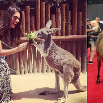 De tot râsul! Vedete şi animale în ipostaze haioase