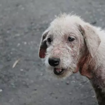 Cum se vede lumea prin ochii animalelor? Cum vede un câine, dar o pisică? | Video