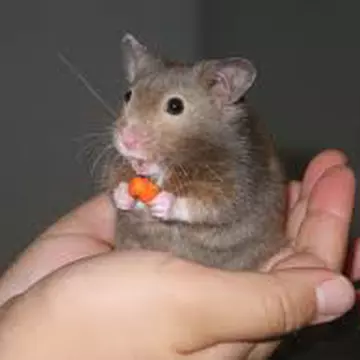 Hamsterul a deschis focul în miez de noapte