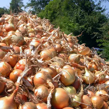 Ce boli vindeca frunzele de ceapa