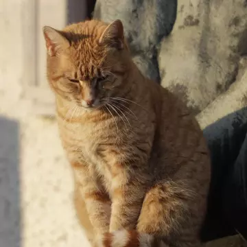 Cina de Crăciun este dăunătoare animalelor de companie