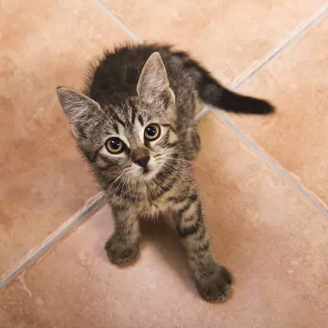 Ce cred pisicile despre oameni! Dacă ai o felină acasă trebuie să ştii asta