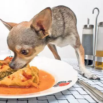 Atenţie! Sarmalele ne îmbolnăvesc animalele!