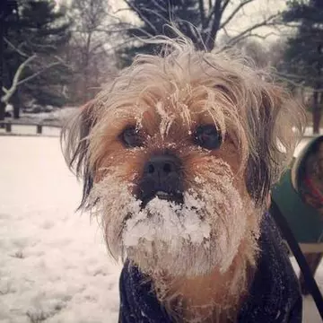 Te-ai săturat de zăpadă? Nu ești singurul! Top 5 animale care nu se bucură deloc de iarnă 