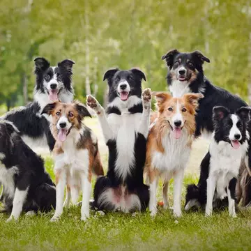 Cele mai adorabile fotografii cu căței! Vezi aici restul imaginilor