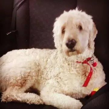 I-a montat cățelului său o camera, ca să vadă ce face cât e singur acasa