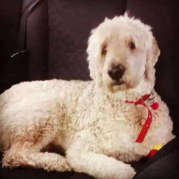 I-a montat cățelului său o cameră, ca să vadă ce face cât e singur acasă! Ce a aflat este emoţionant! Video