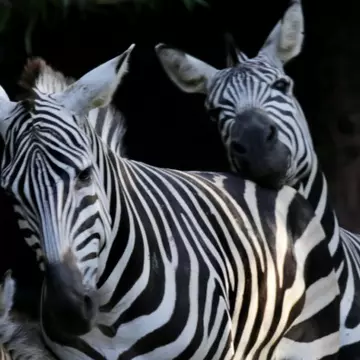 De ce are zebra dungi? Nu e banc, e pe bune! Cercetătorii au răspunsul