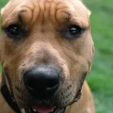 Ai un câine care mârâie tare? Află ce trebuie să faci cu el ca să nu fii amendat! 