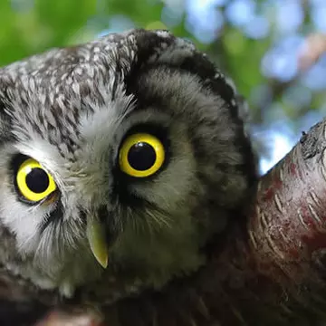 Blestemul cântecului de cucuvea a lovit în Călărași! Ce a pățit un bărbat e înfiorător