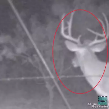 Imaginile astea îți dau fiori! Apariție înfricoșătoare la marginea unei păduri. Video